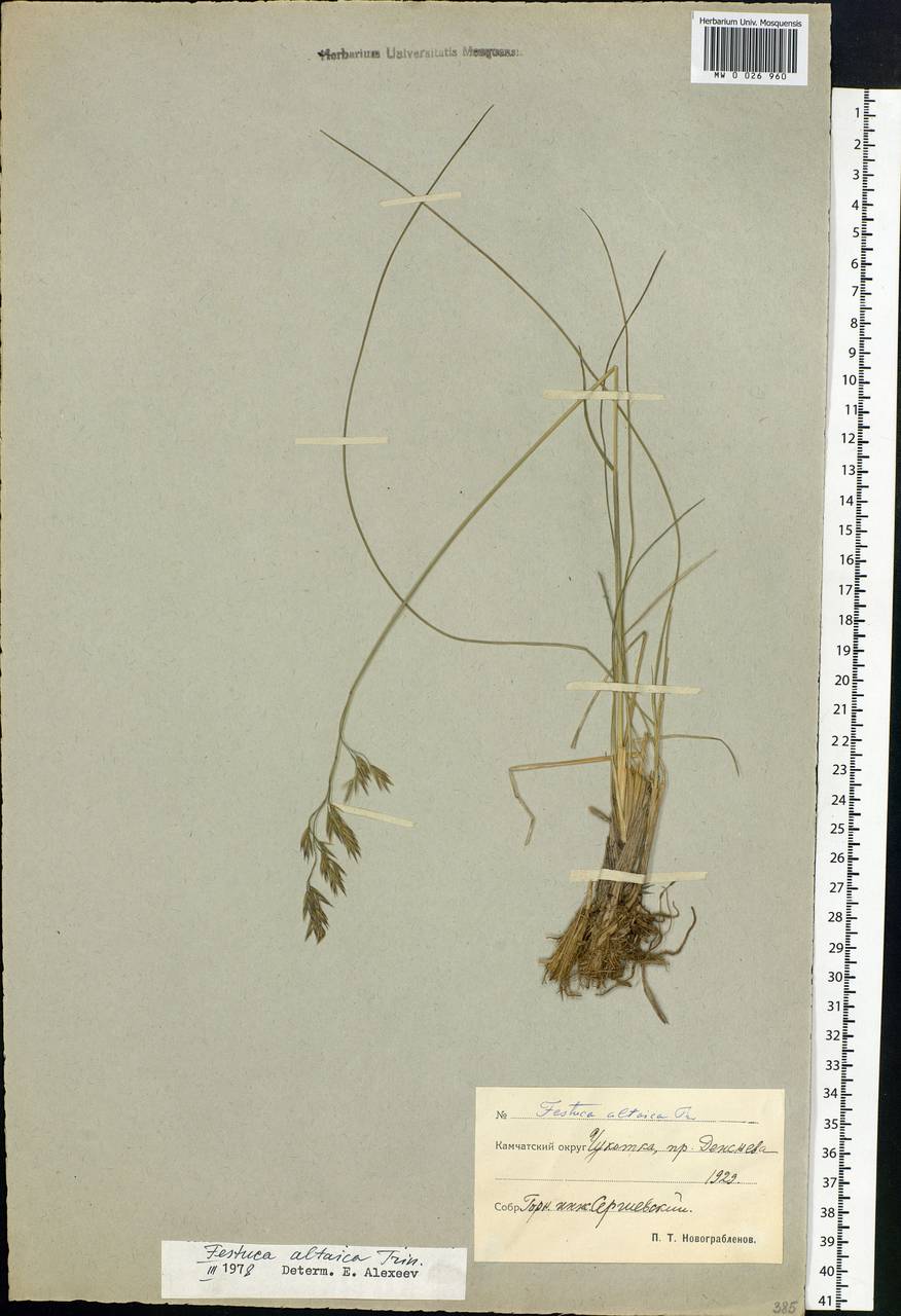 Festuca altaica Trin., Siberia, Chukotka & Kamchatka (S7) (Russia)