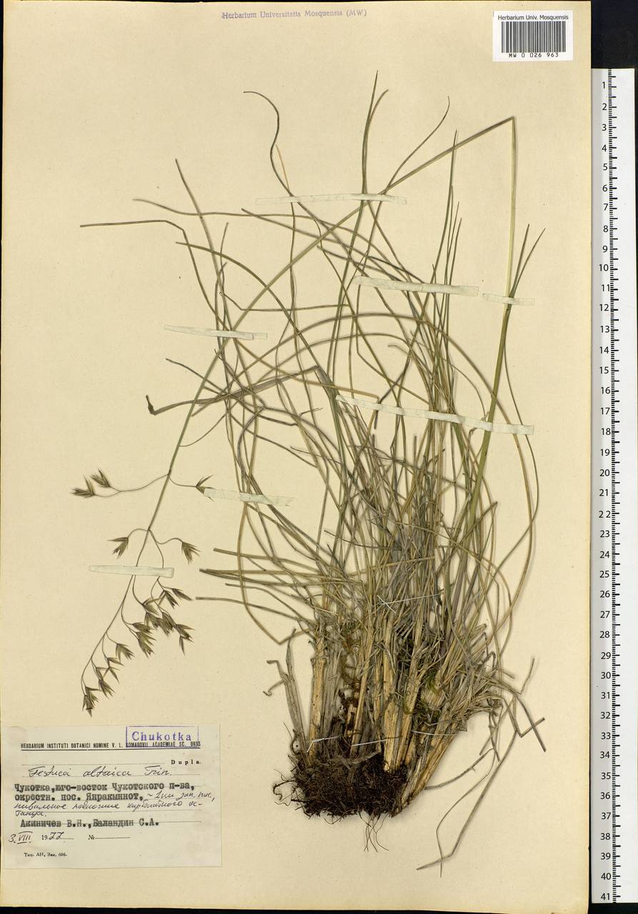Festuca altaica Trin., Siberia, Chukotka & Kamchatka (S7) (Russia)