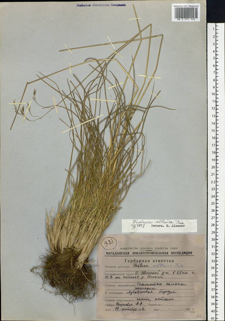 Festuca altaica Trin., Siberia, Chukotka & Kamchatka (S7) (Russia)