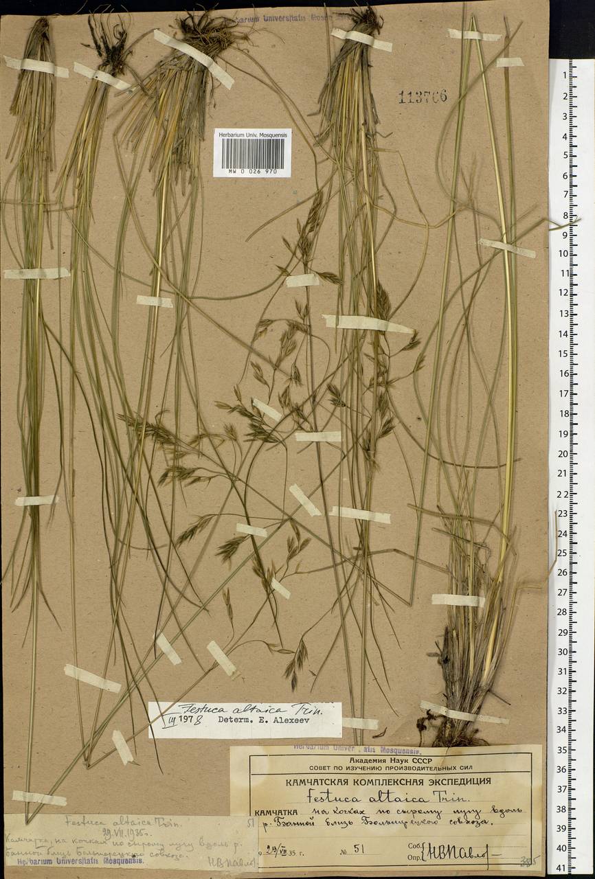 Festuca altaica Trin., Siberia, Chukotka & Kamchatka (S7) (Russia)