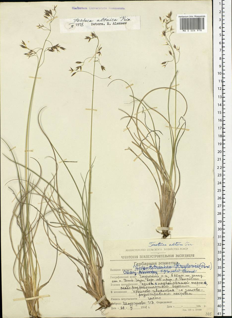 Festuca altaica Trin., Siberia, Chukotka & Kamchatka (S7) (Russia)
