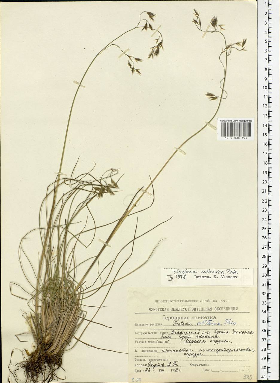Festuca altaica Trin., Siberia, Chukotka & Kamchatka (S7) (Russia)