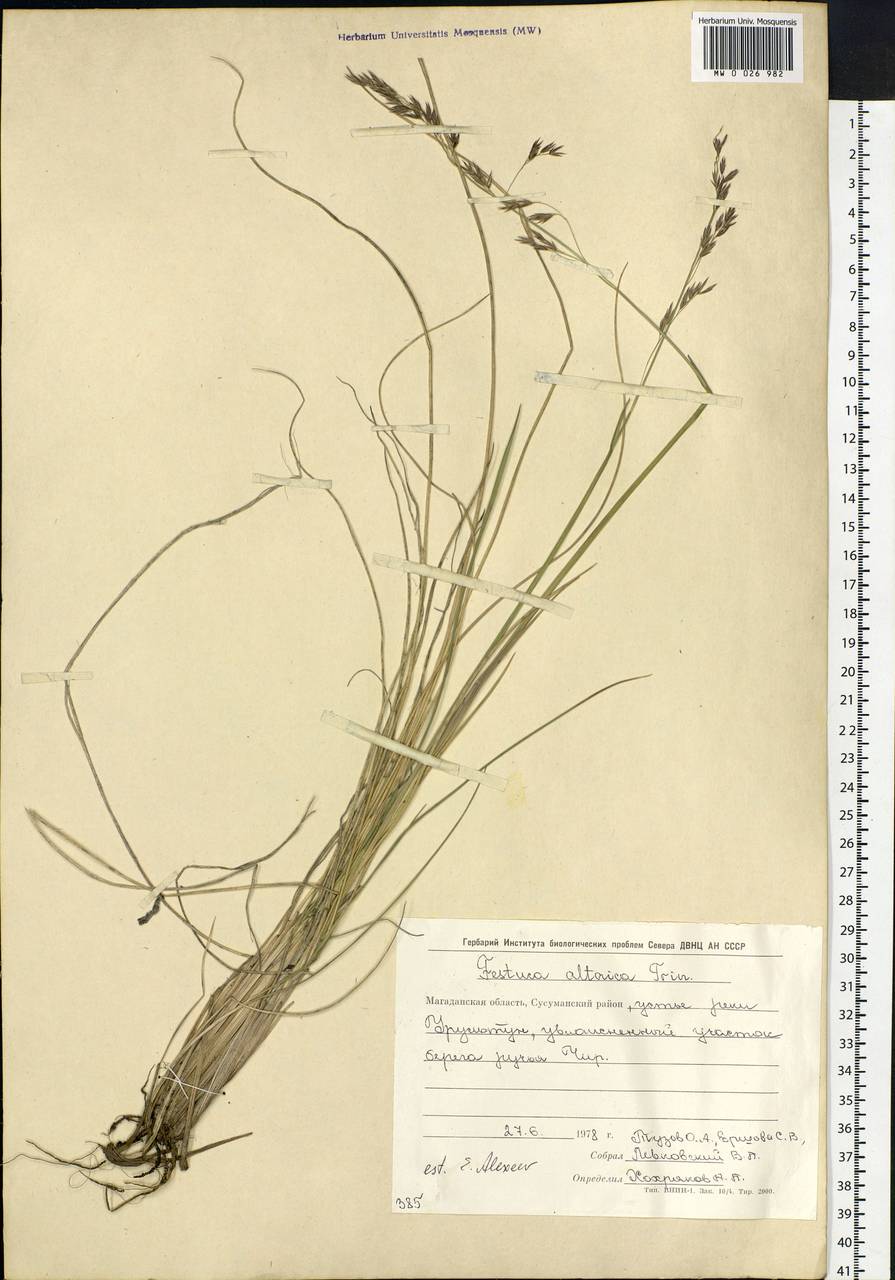 Festuca altaica Trin., Siberia, Chukotka & Kamchatka (S7) (Russia)