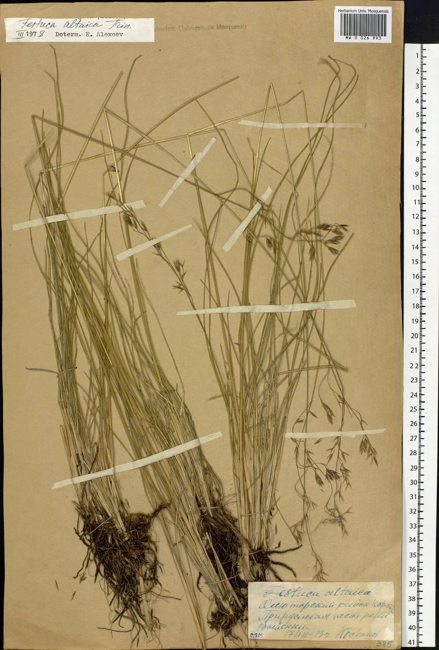 Festuca altaica Trin., Siberia, Chukotka & Kamchatka (S7) (Russia)