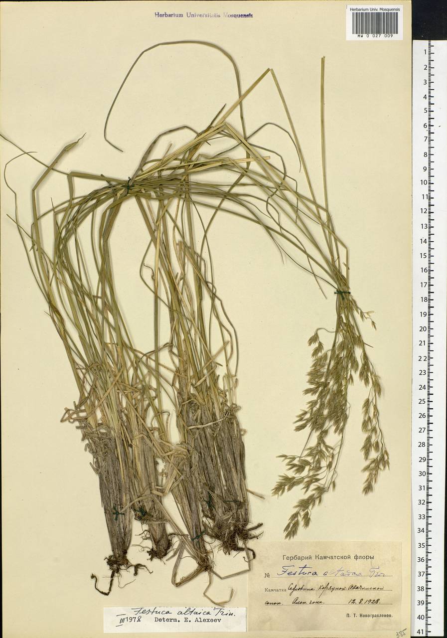 Festuca altaica Trin., Siberia, Chukotka & Kamchatka (S7) (Russia)