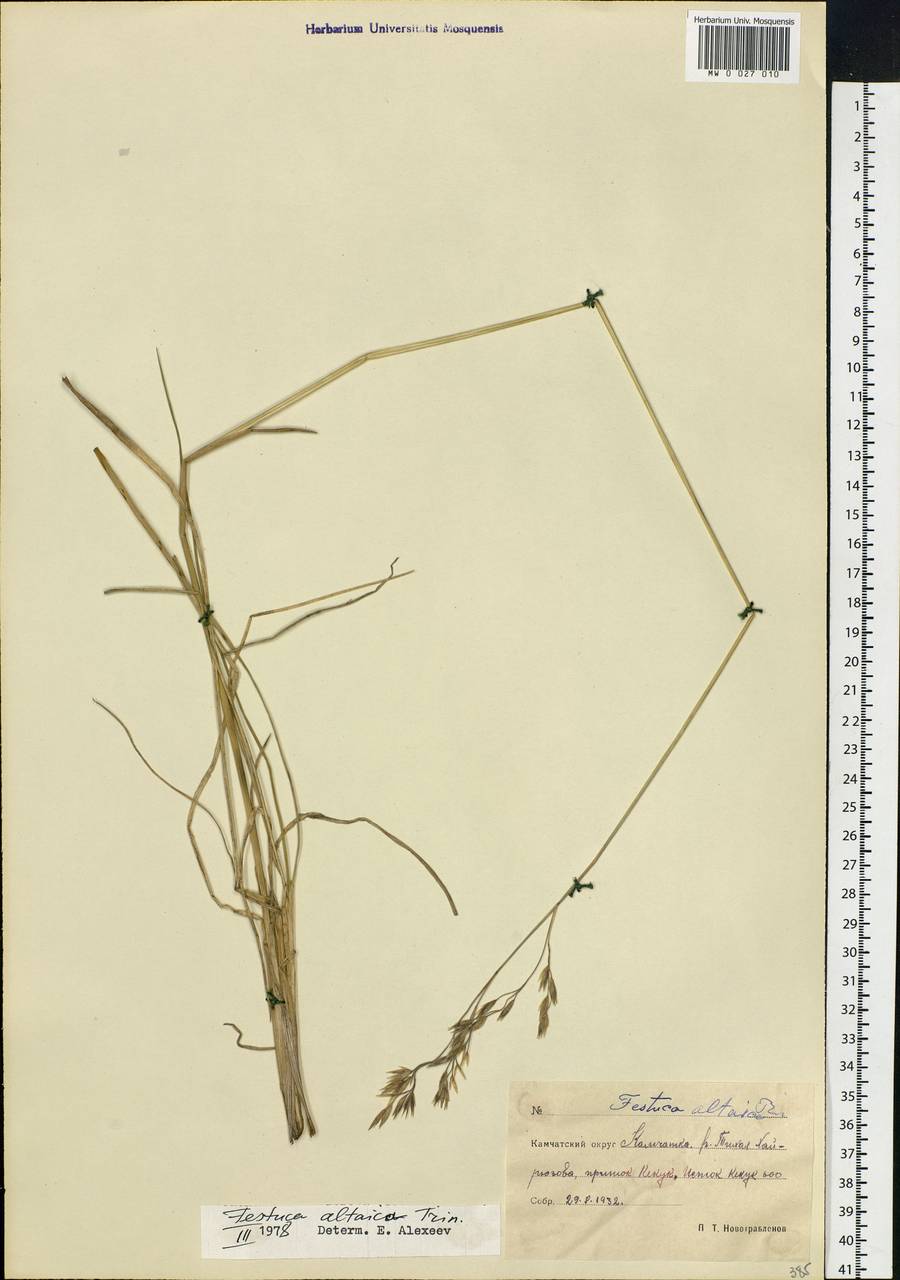 Festuca altaica Trin., Siberia, Chukotka & Kamchatka (S7) (Russia)