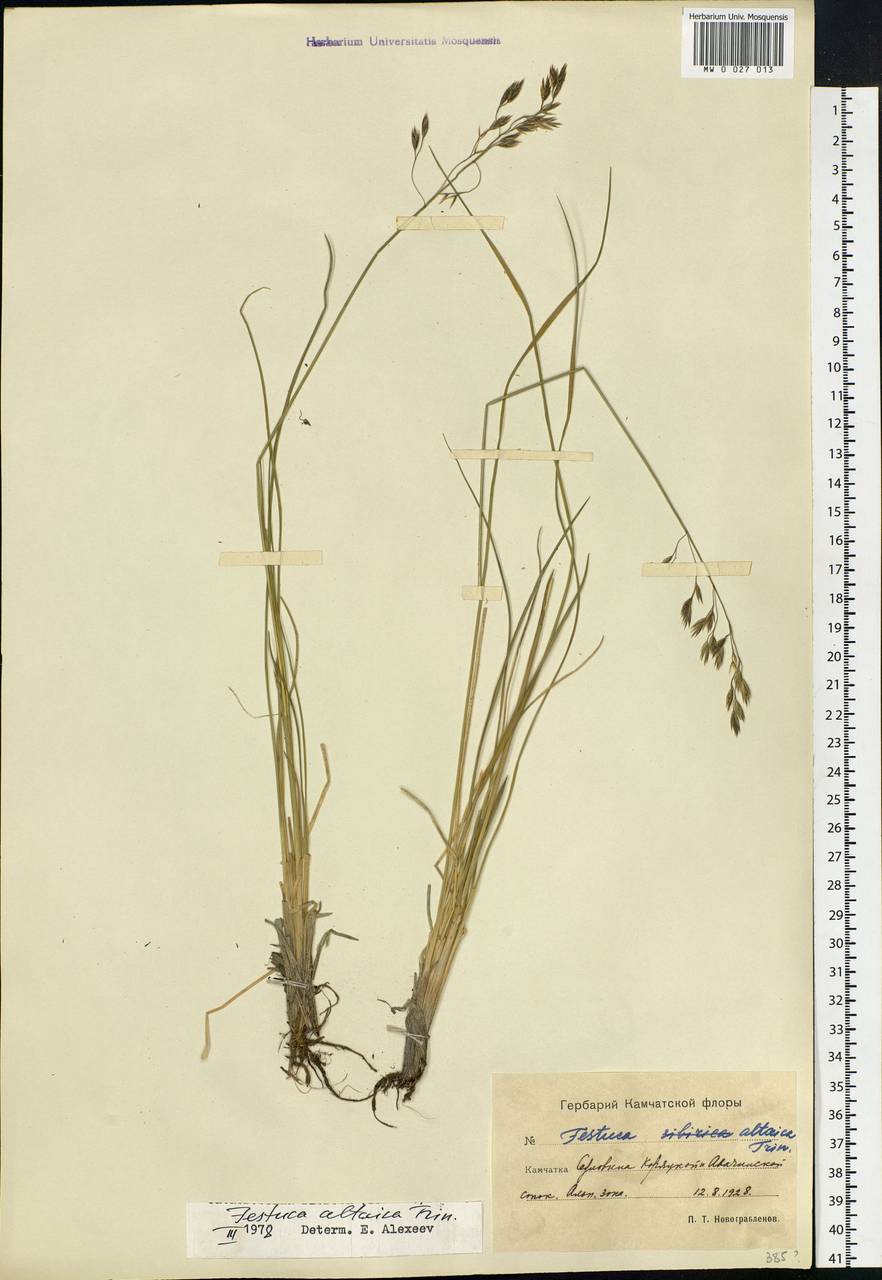 Festuca altaica Trin., Siberia, Chukotka & Kamchatka (S7) (Russia)