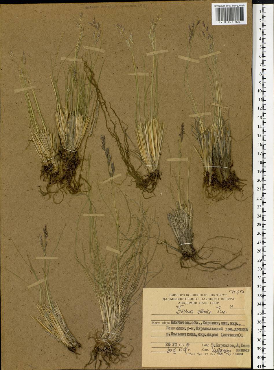 Festuca altaica Trin., Siberia, Chukotka & Kamchatka (S7) (Russia)