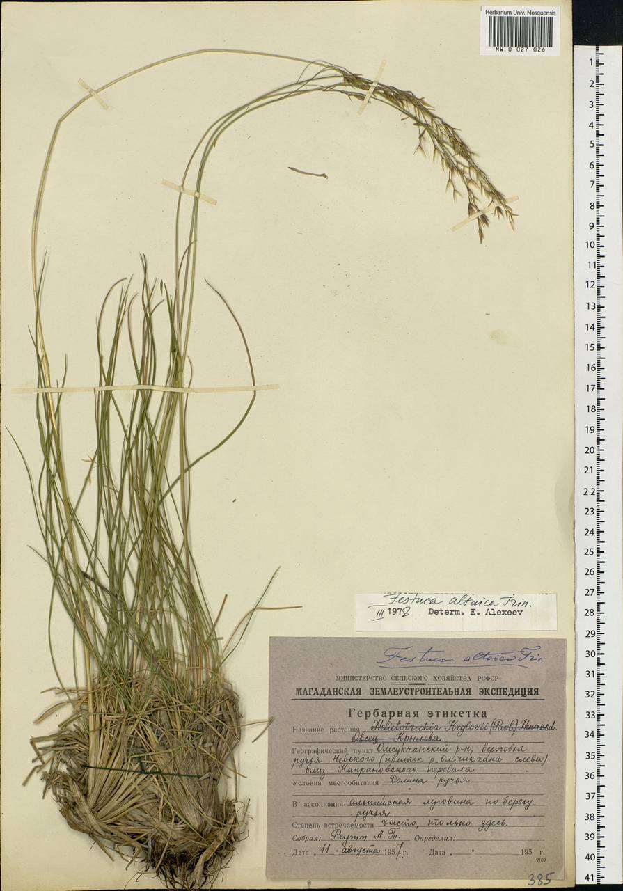 Festuca altaica Trin., Siberia, Chukotka & Kamchatka (S7) (Russia)
