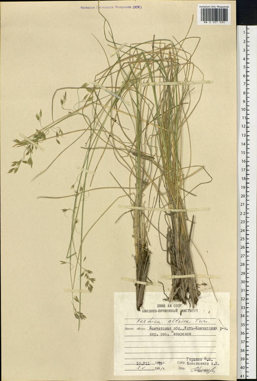 Festuca altaica Trin., Siberia, Chukotka & Kamchatka (S7) (Russia)