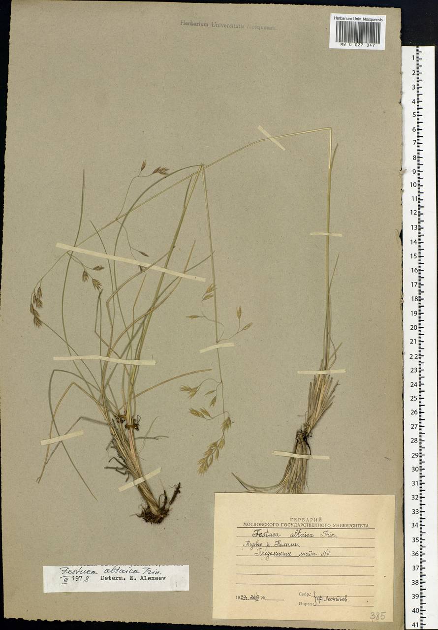 Festuca altaica Trin., Siberia, Yakutia (S5) (Russia)