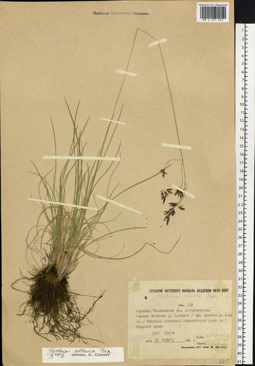 Festuca altaica Trin., Siberia, Yakutia (S5) (Russia)