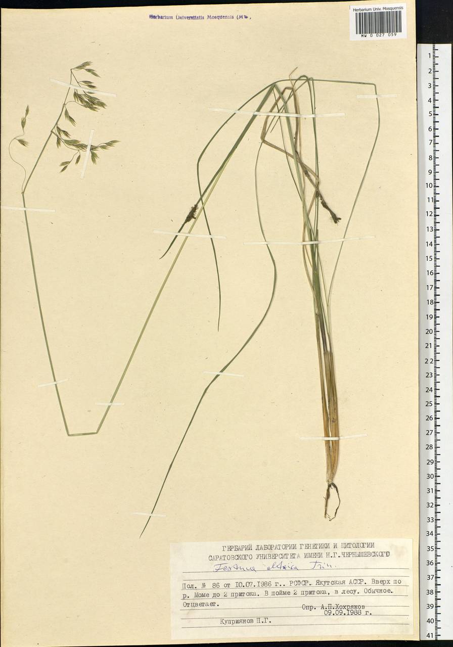 Festuca altaica Trin., Siberia, Yakutia (S5) (Russia)