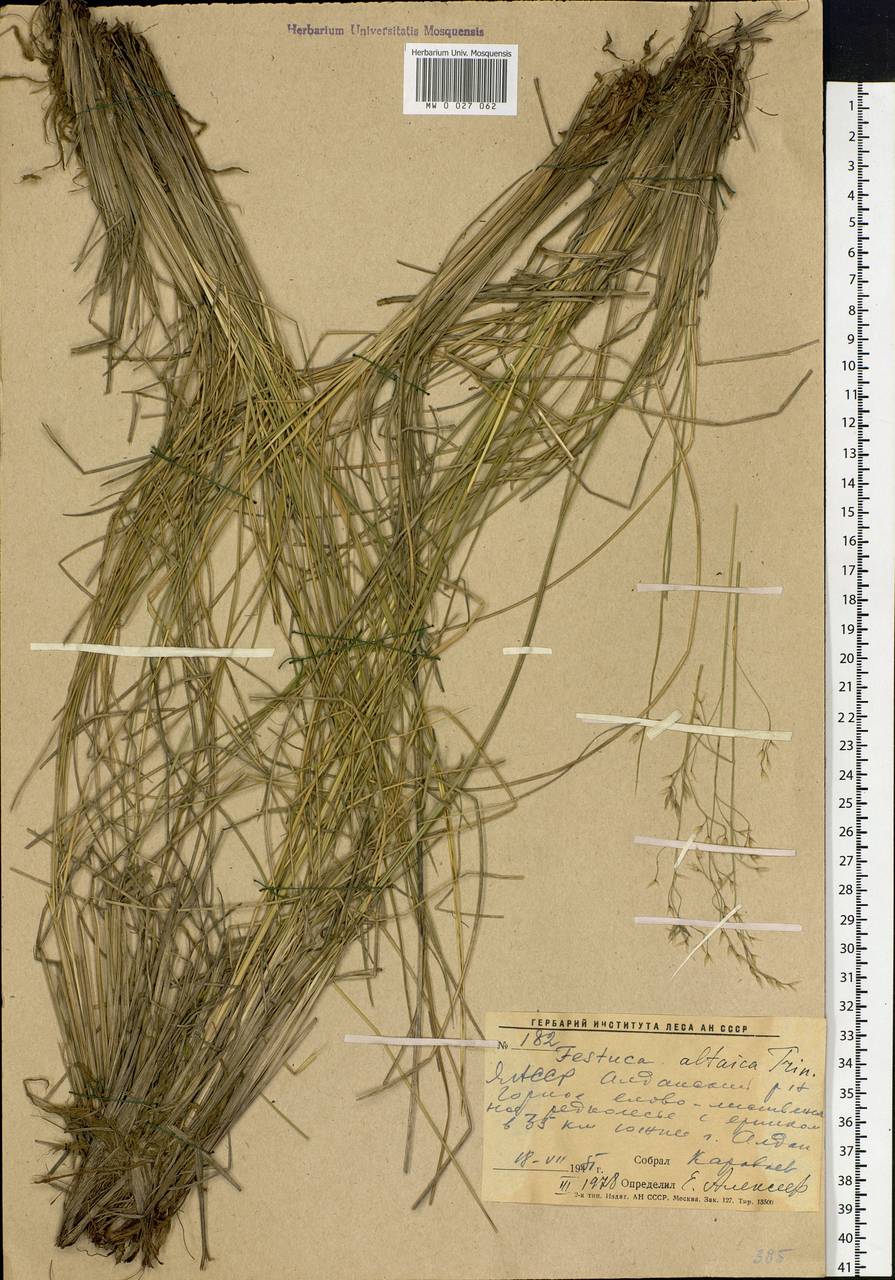 Festuca altaica Trin., Siberia, Yakutia (S5) (Russia)