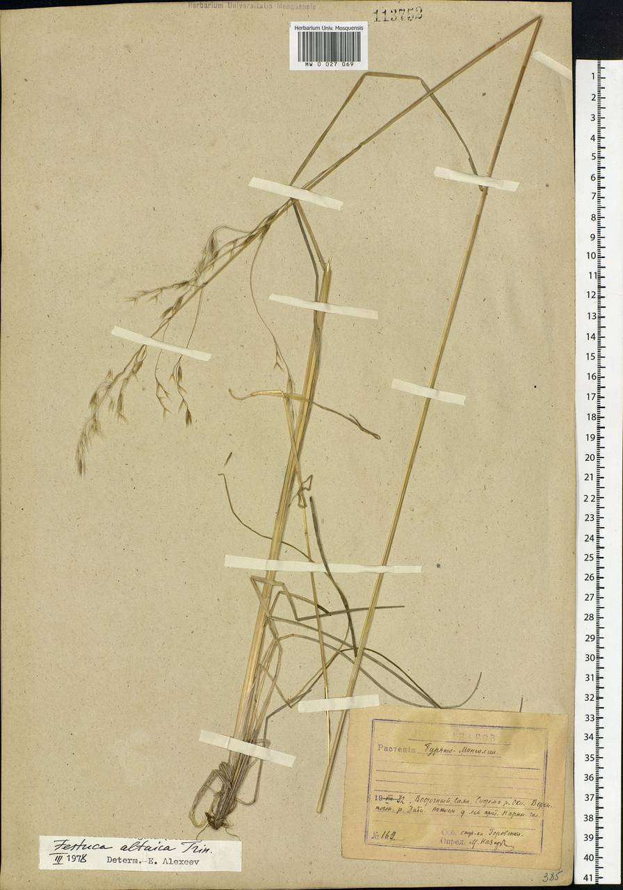 Festuca altaica Trin., Siberia, Baikal & Transbaikal region (S4) (Russia)