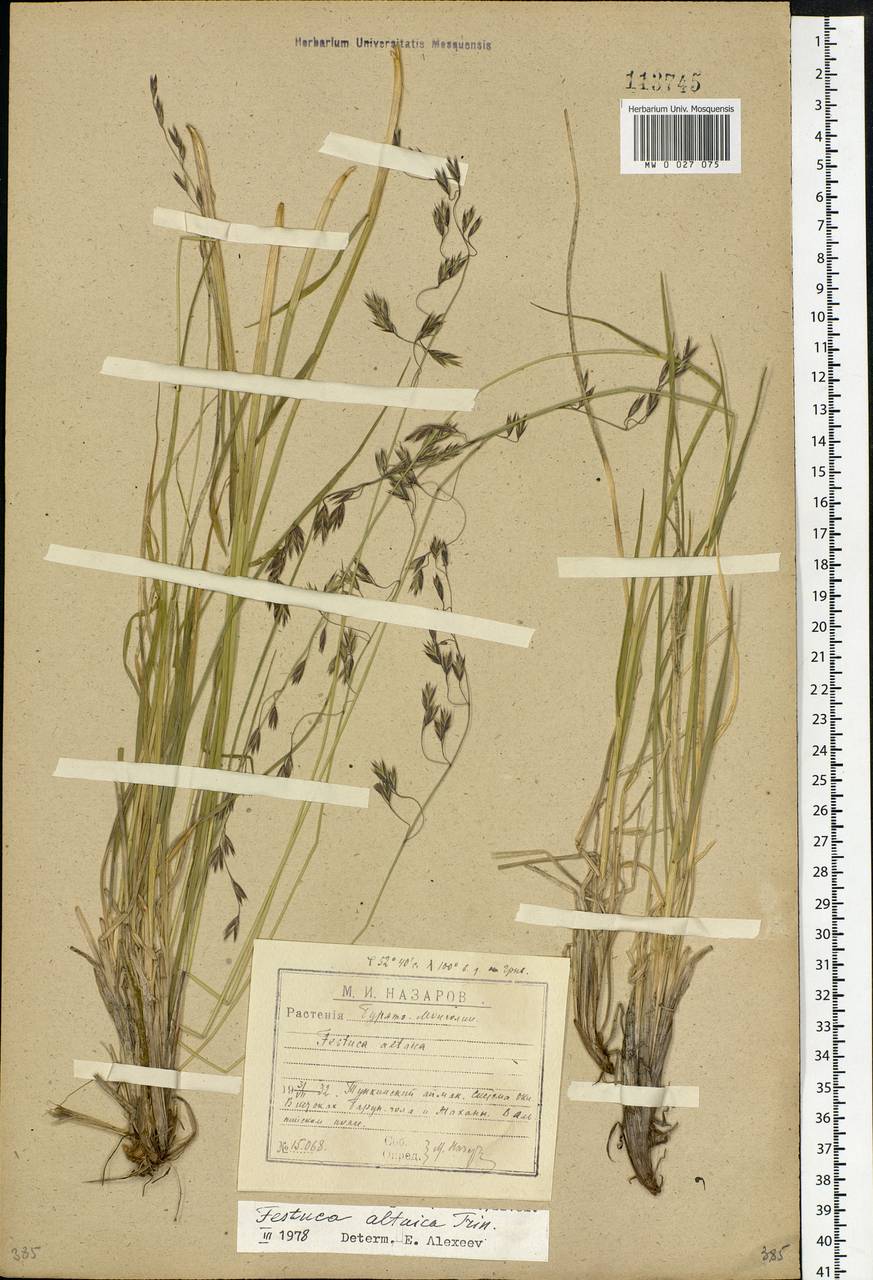 Festuca altaica Trin., Siberia, Baikal & Transbaikal region (S4) (Russia)