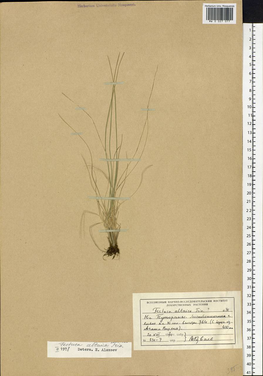 Festuca altaica Trin., Siberia, Central Siberia (S3) (Russia)