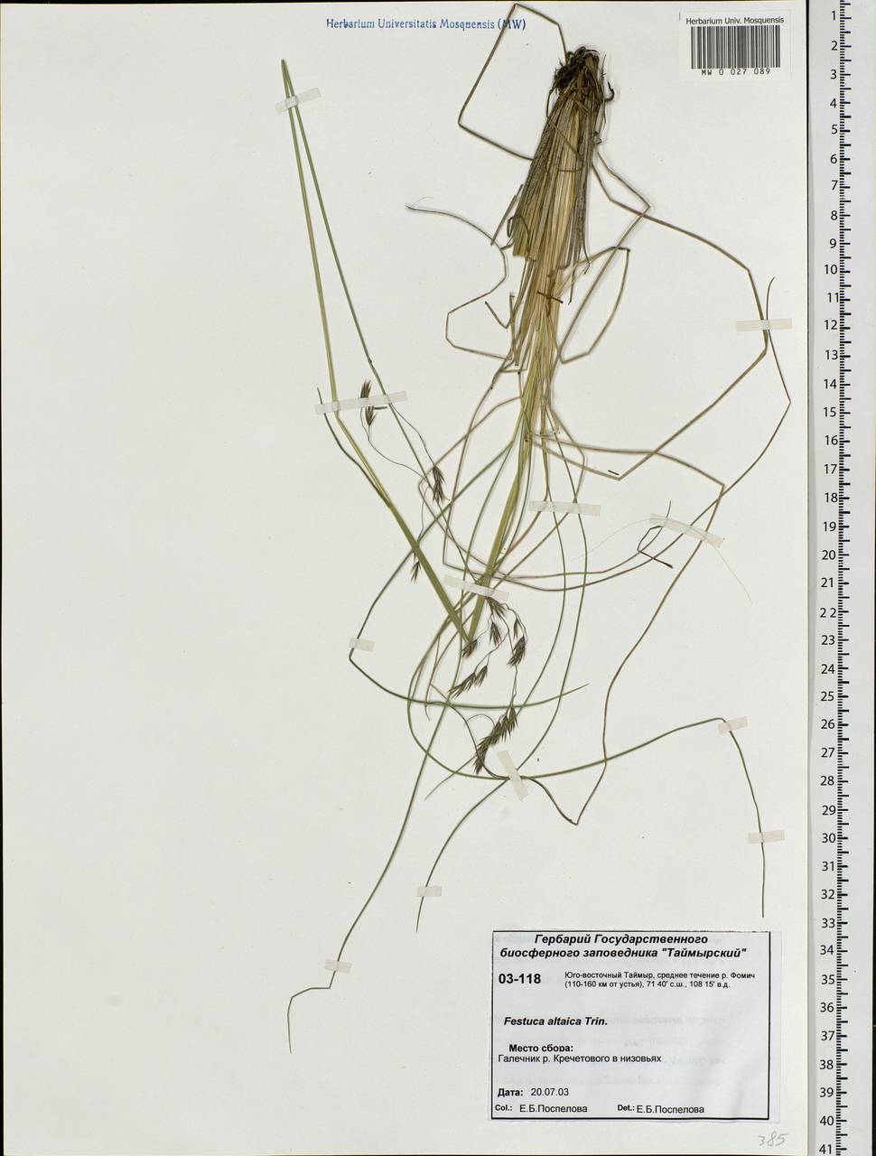 Festuca altaica Trin., Siberia, Central Siberia (S3) (Russia)