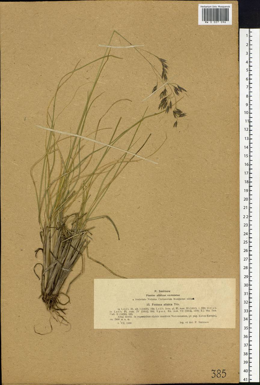 Festuca altaica Trin., Siberia, Western (Kazakhstan) Altai Mountains (S2a) (Kazakhstan)