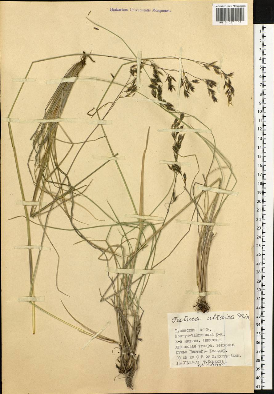 Festuca altaica Trin., Siberia, Altai & Sayany Mountains (S2) (Russia)