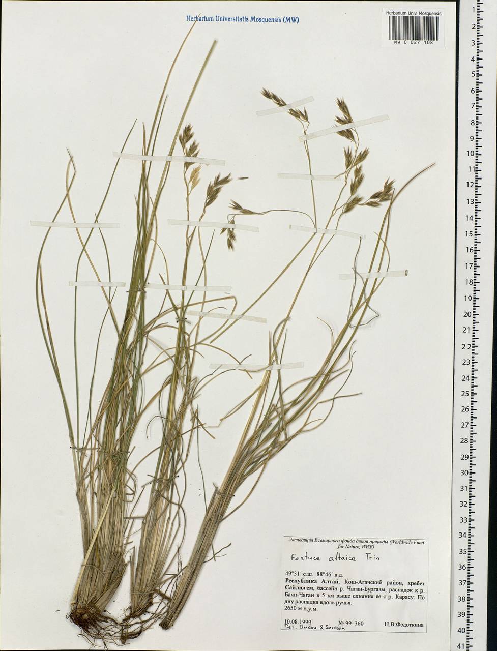 Festuca altaica Trin., Siberia, Altai & Sayany Mountains (S2) (Russia)