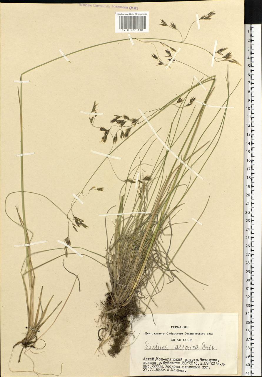 Festuca altaica Trin., Siberia, Altai & Sayany Mountains (S2) (Russia)