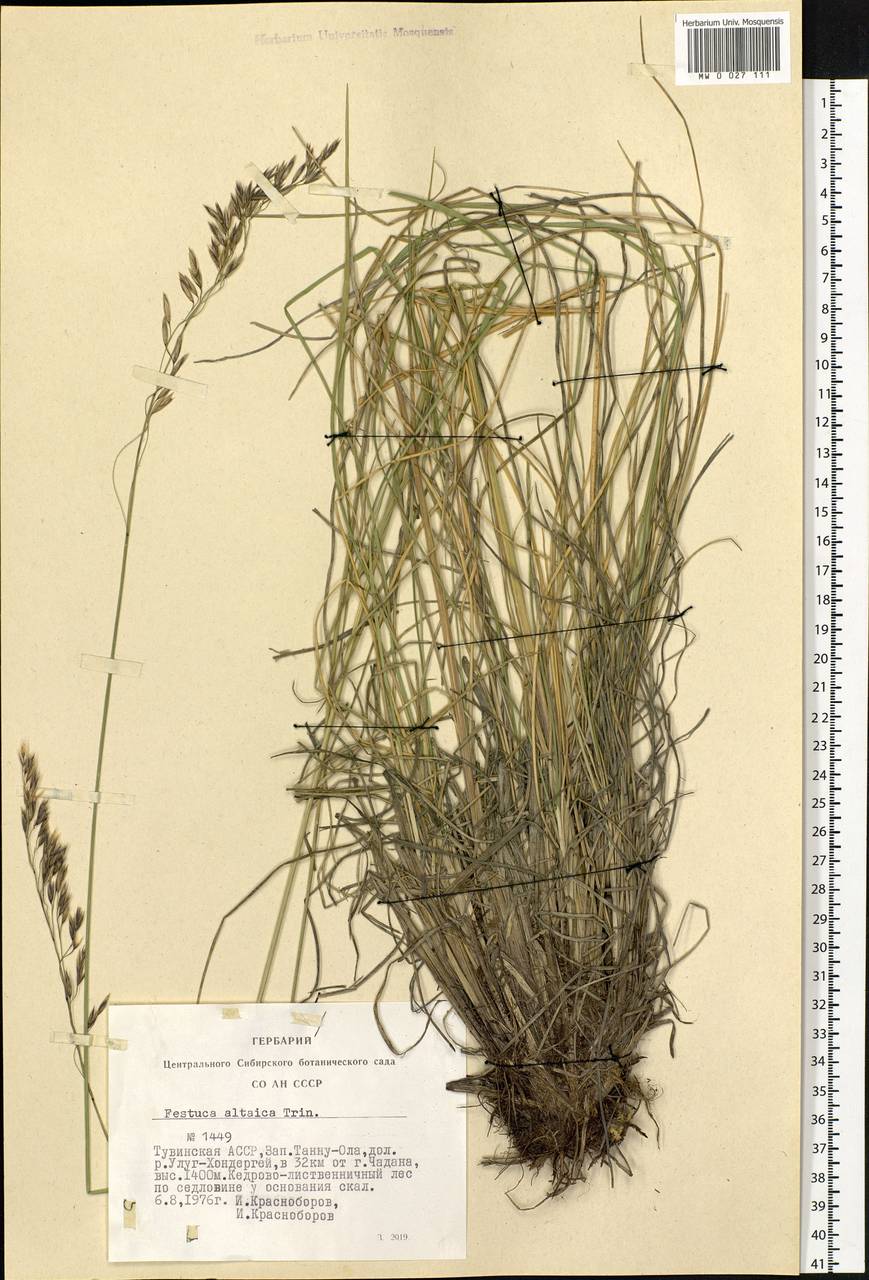 Festuca altaica Trin., Siberia, Altai & Sayany Mountains (S2) (Russia)