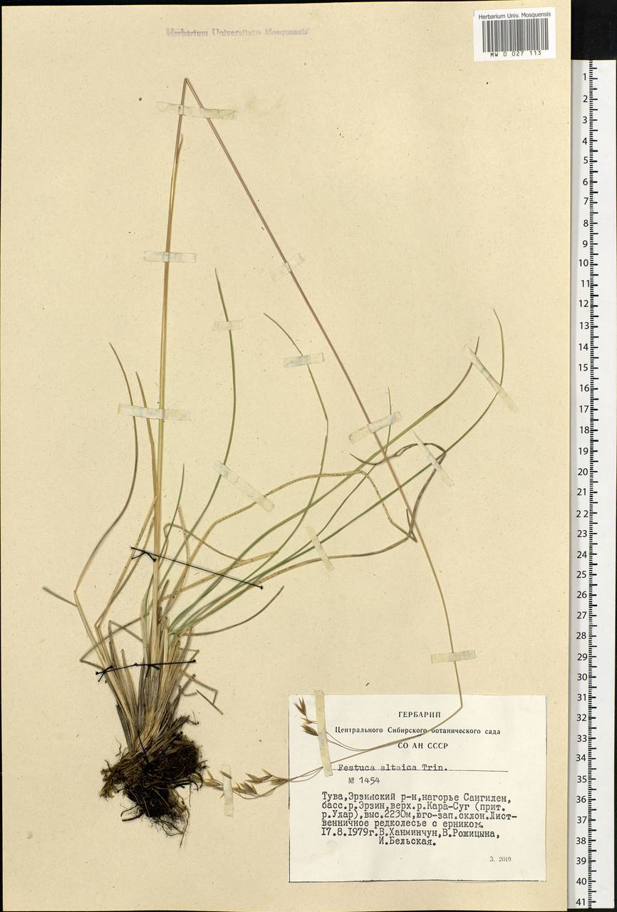 Festuca altaica Trin., Siberia, Altai & Sayany Mountains (S2) (Russia)