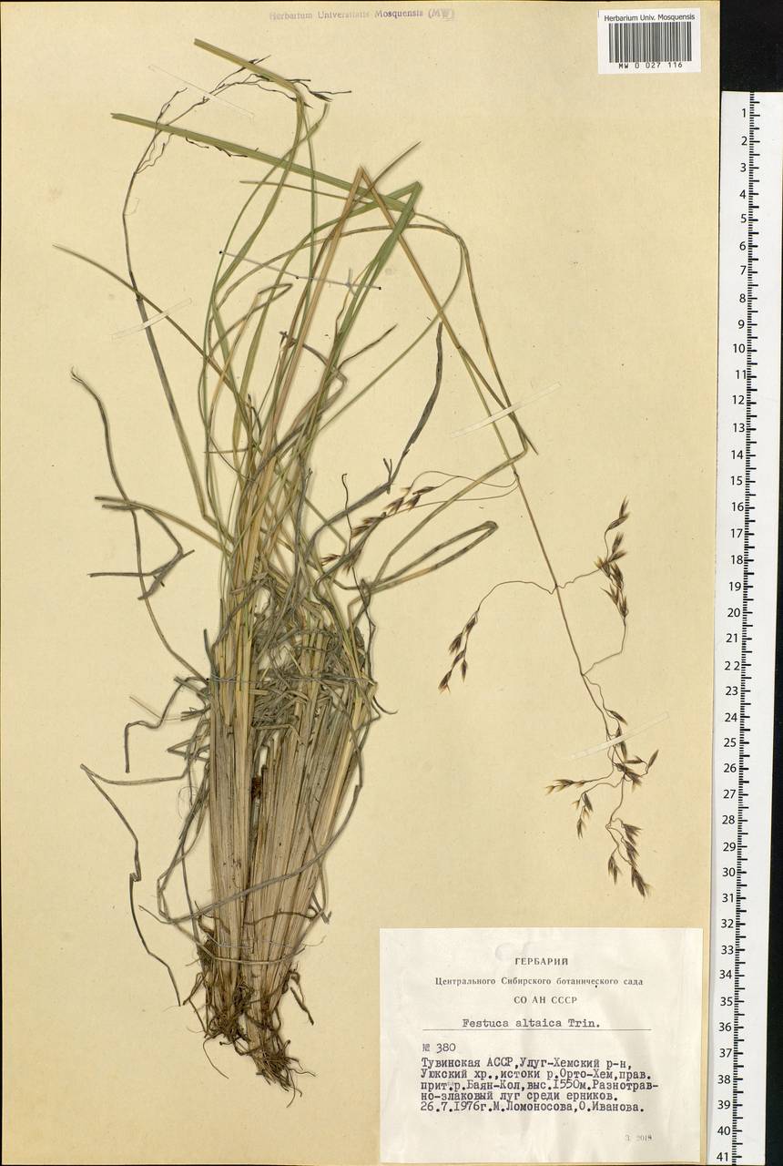 Festuca altaica Trin., Siberia, Altai & Sayany Mountains (S2) (Russia)