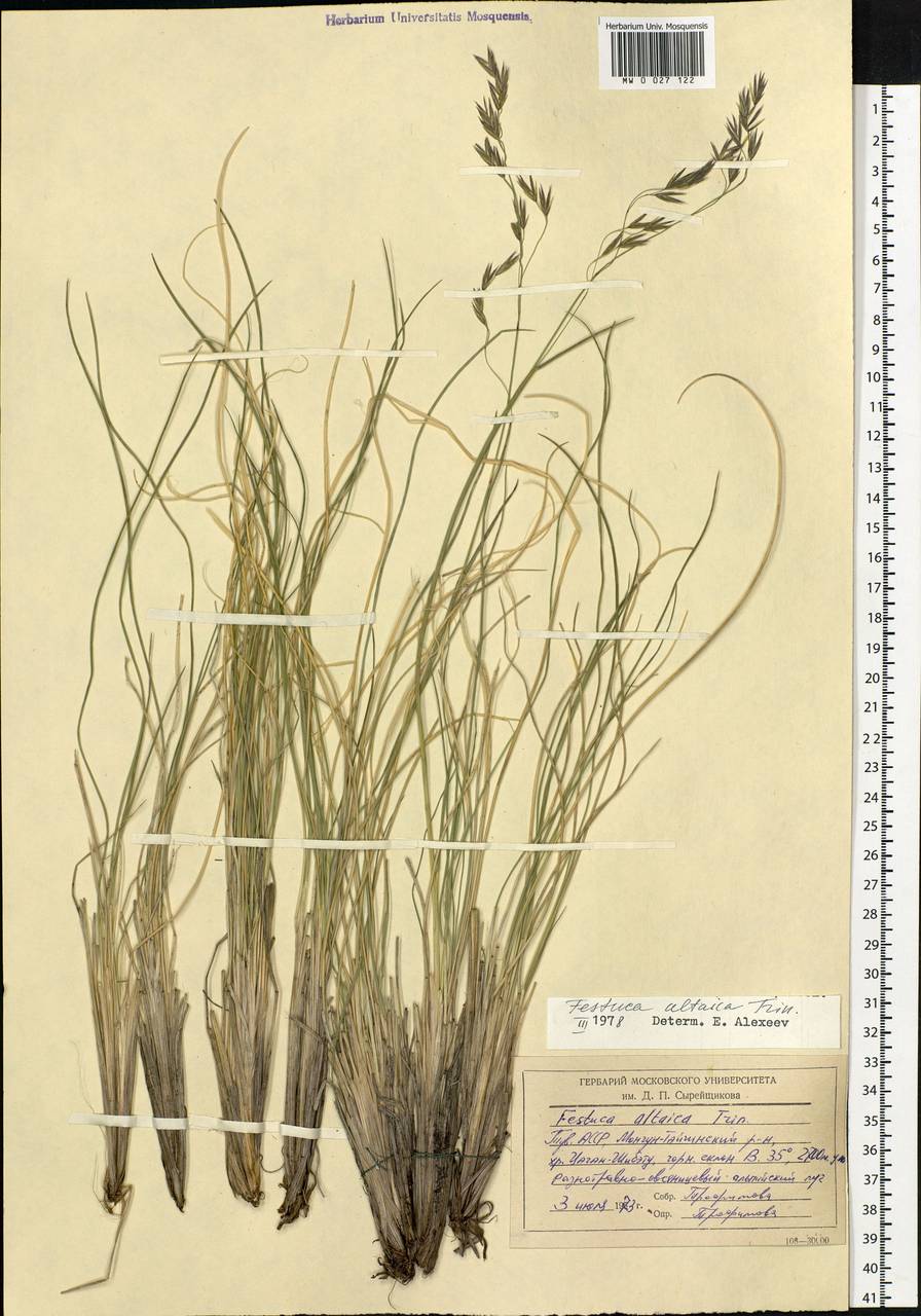 Festuca altaica Trin., Siberia, Altai & Sayany Mountains (S2) (Russia)