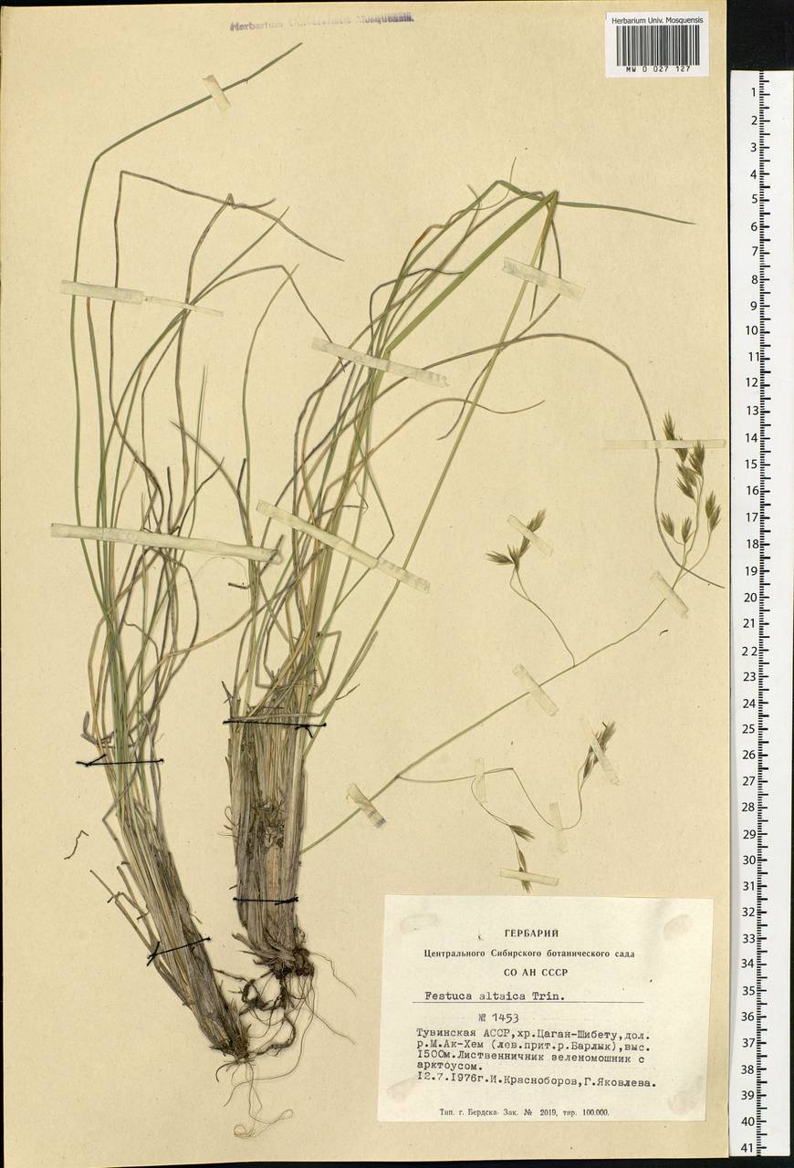 Festuca altaica Trin., Siberia, Altai & Sayany Mountains (S2) (Russia)