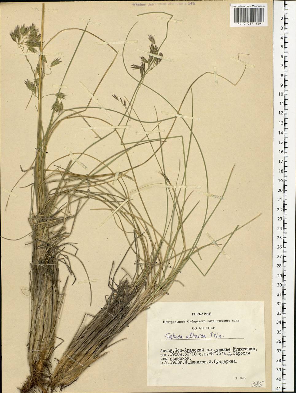 Festuca altaica Trin., Siberia, Altai & Sayany Mountains (S2) (Russia)