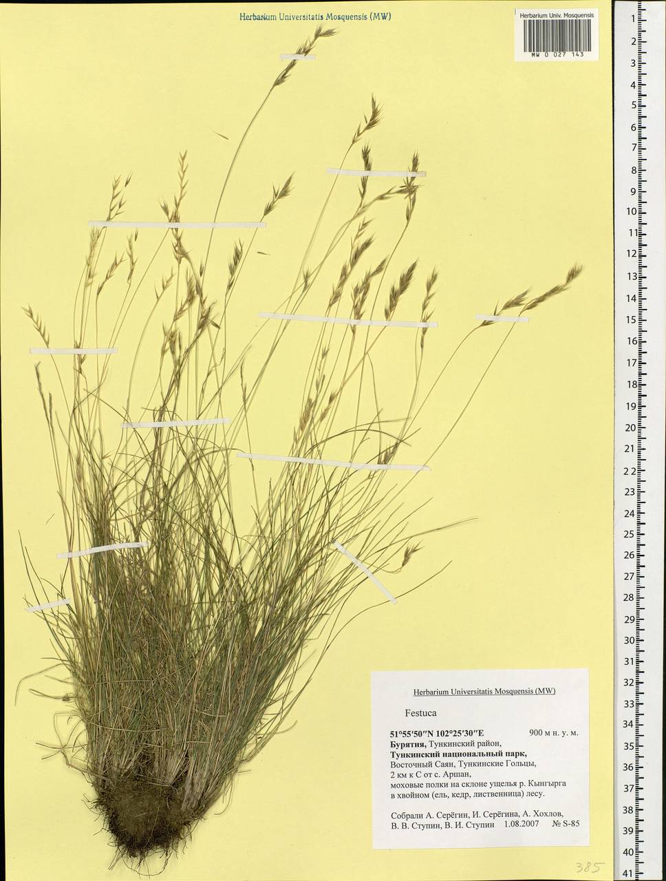 Festuca, Siberia, Baikal & Transbaikal region (S4) (Russia)