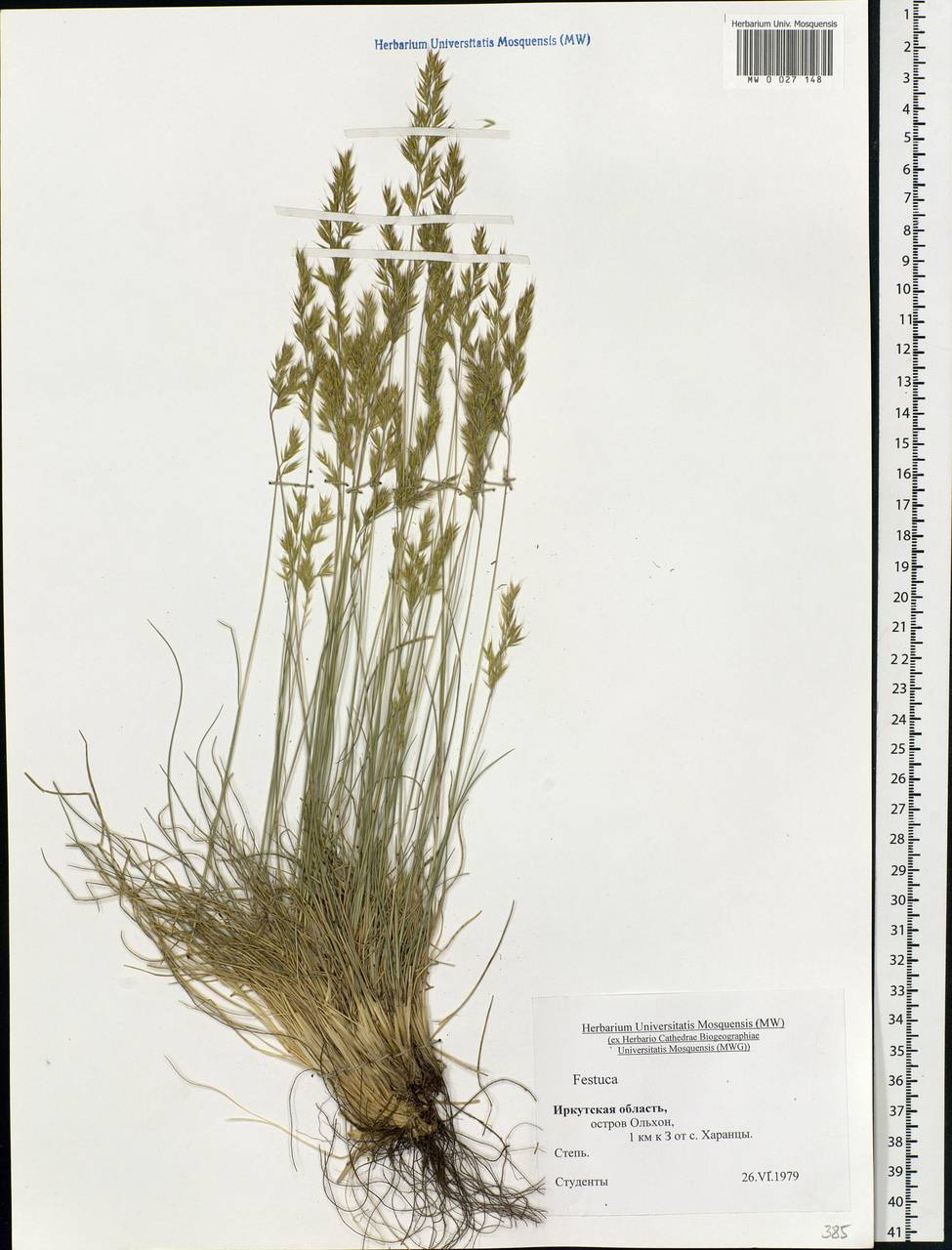 Festuca, Siberia, Baikal & Transbaikal region (S4) (Russia)