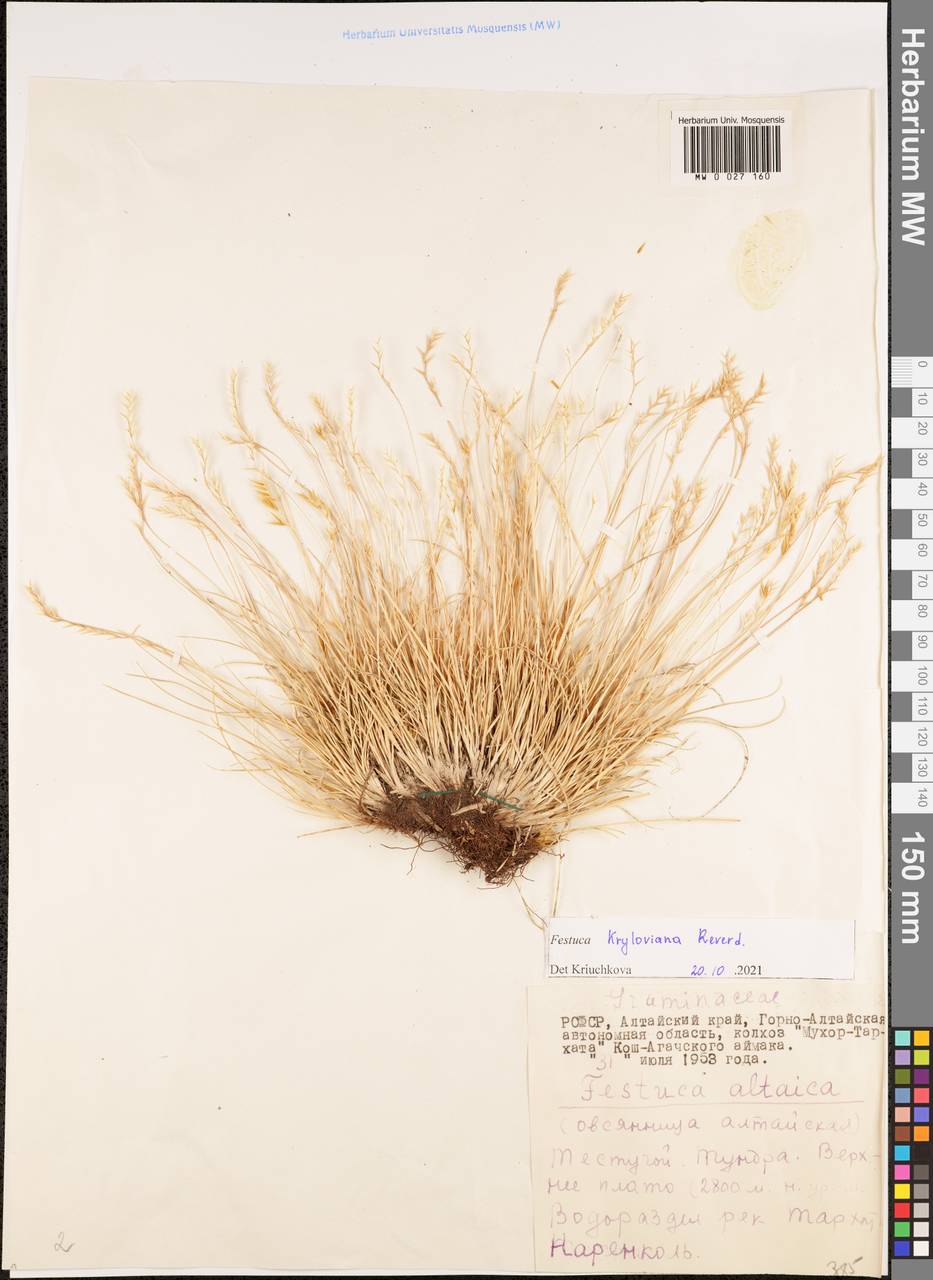Festuca kryloviana Reverd., Siberia, Altai & Sayany Mountains (S2) (Russia)