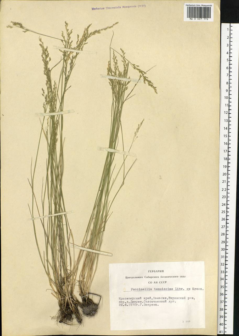 Puccinellia tenuissima (Litv. ex V.I.Krecz.) Pavlov, Siberia, Altai & Sayany Mountains (S2) (Russia)