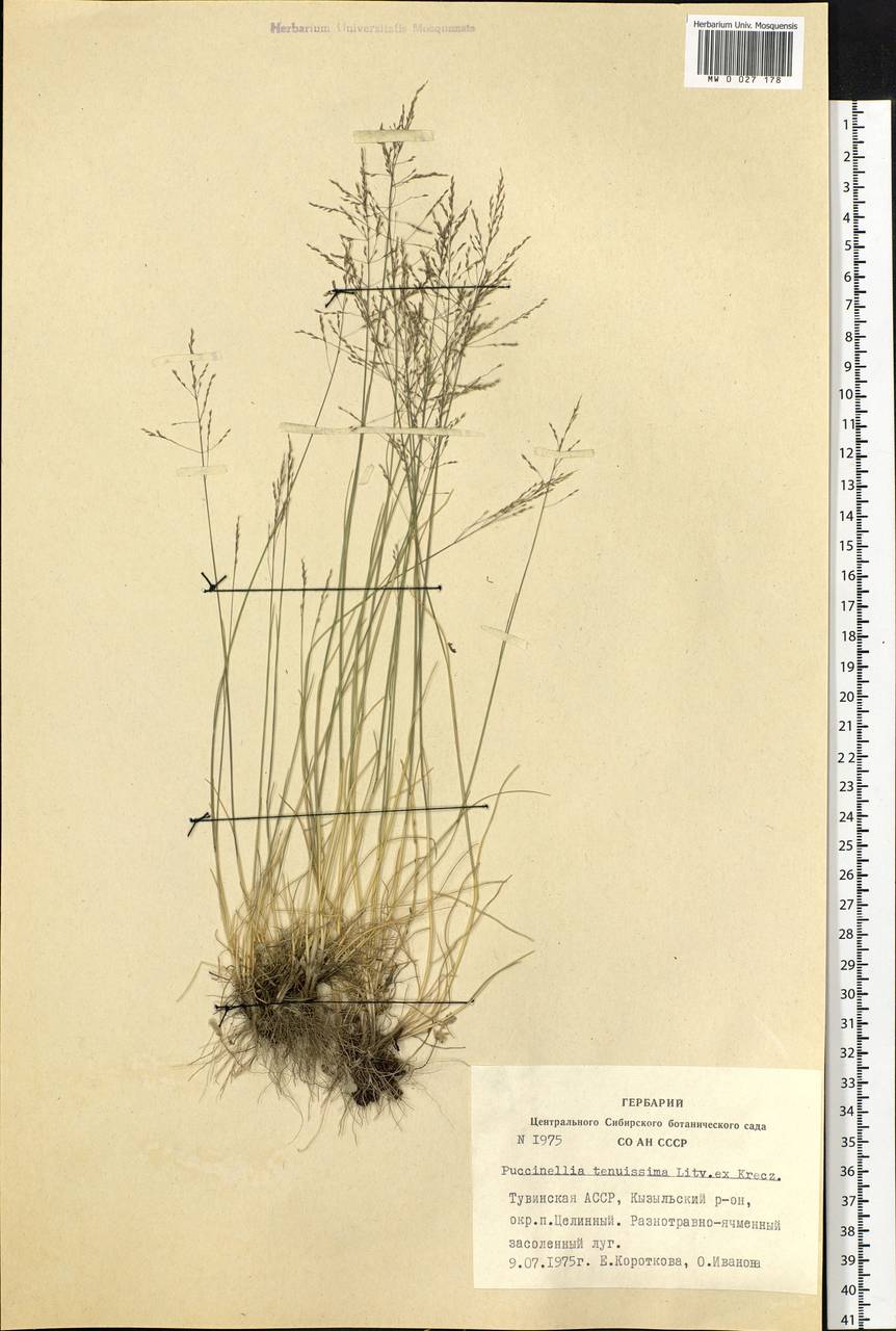 Puccinellia tenuissima (Litv. ex V.I.Krecz.) Pavlov, Siberia, Altai & Sayany Mountains (S2) (Russia)