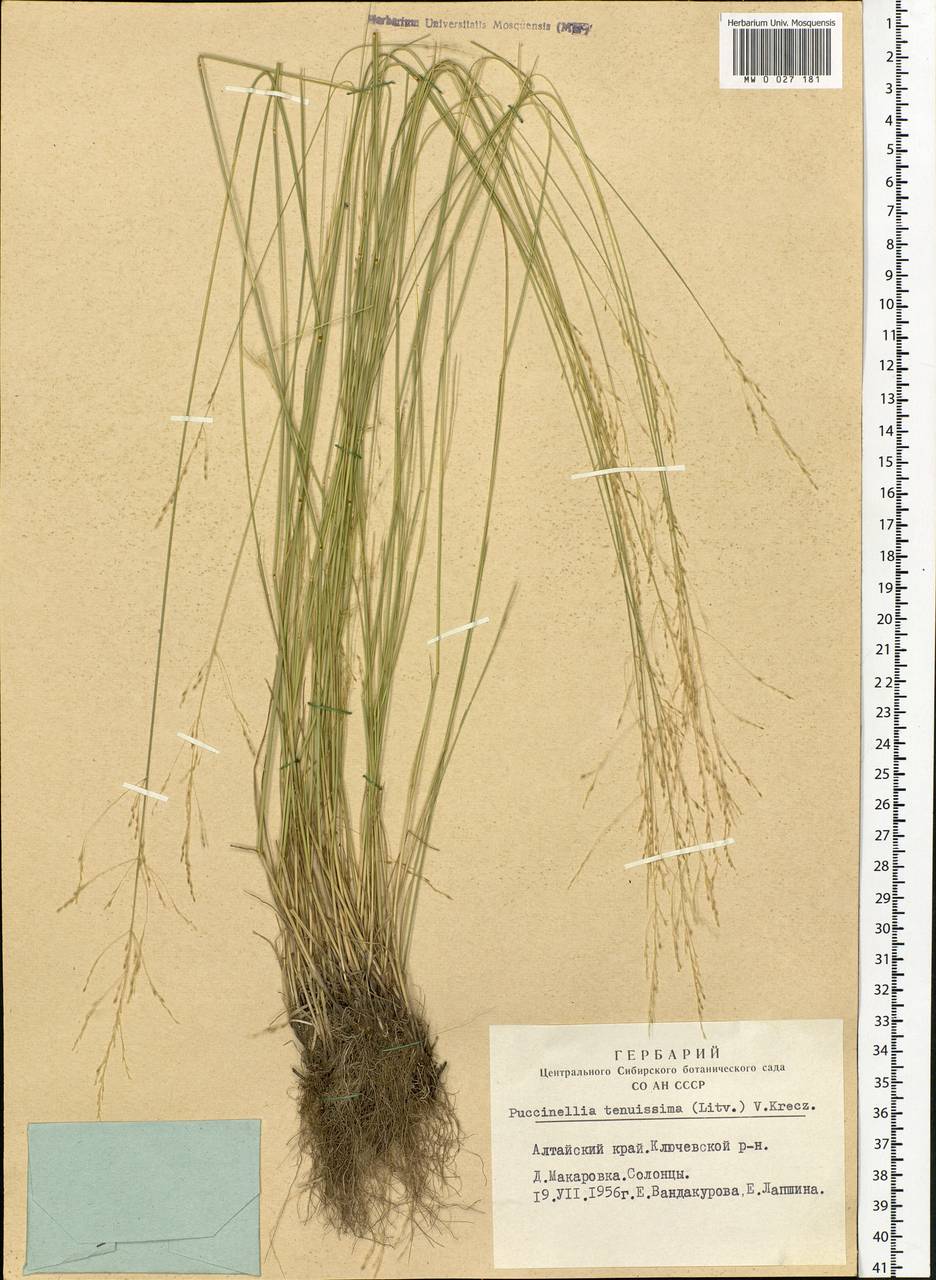 Puccinellia tenuissima (Litv. ex V.I.Krecz.) Pavlov, Siberia, Altai & Sayany Mountains (S2) (Russia)