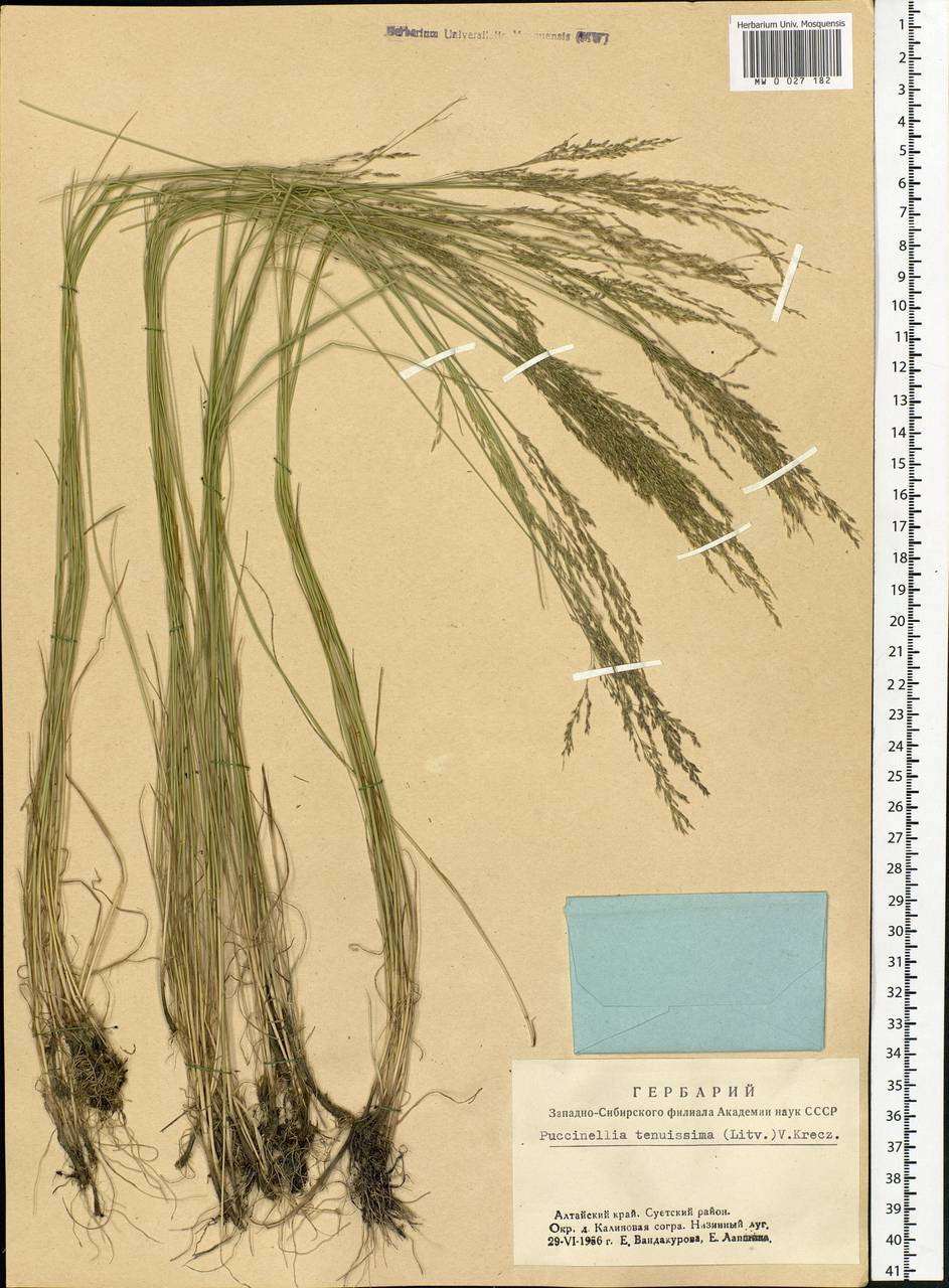 Puccinellia tenuissima (Litv. ex V.I.Krecz.) Pavlov, Siberia, Altai & Sayany Mountains (S2) (Russia)