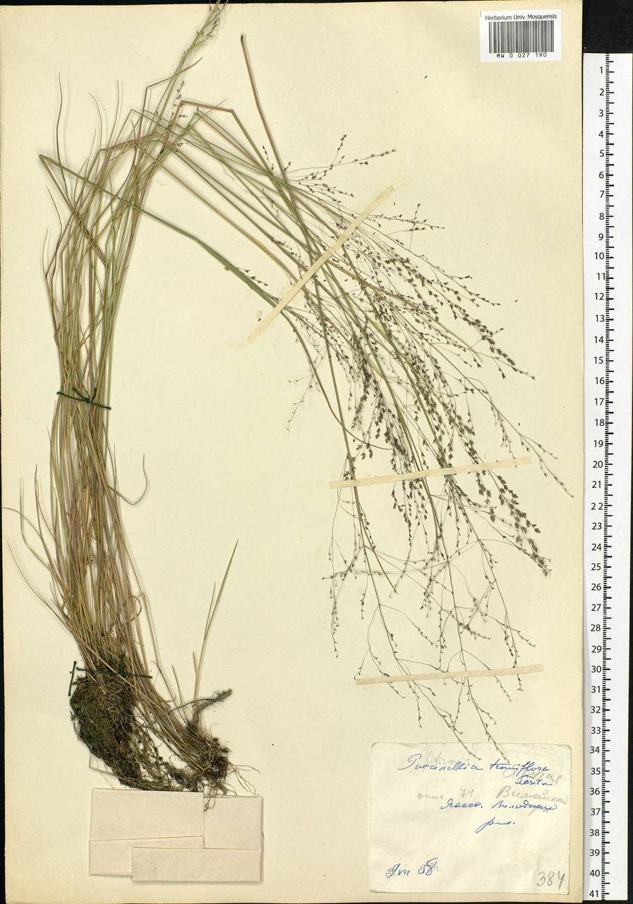 Puccinellia tenuiflora (Griseb.) Scribn. & Merr., Siberia, Yakutia (S5) (Russia)