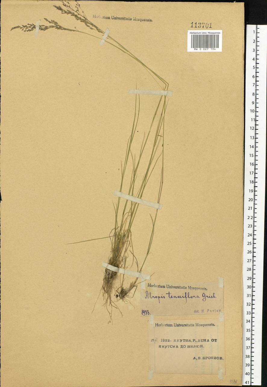 Puccinellia tenuiflora (Griseb.) Scribn. & Merr., Siberia, Yakutia (S5) (Russia)