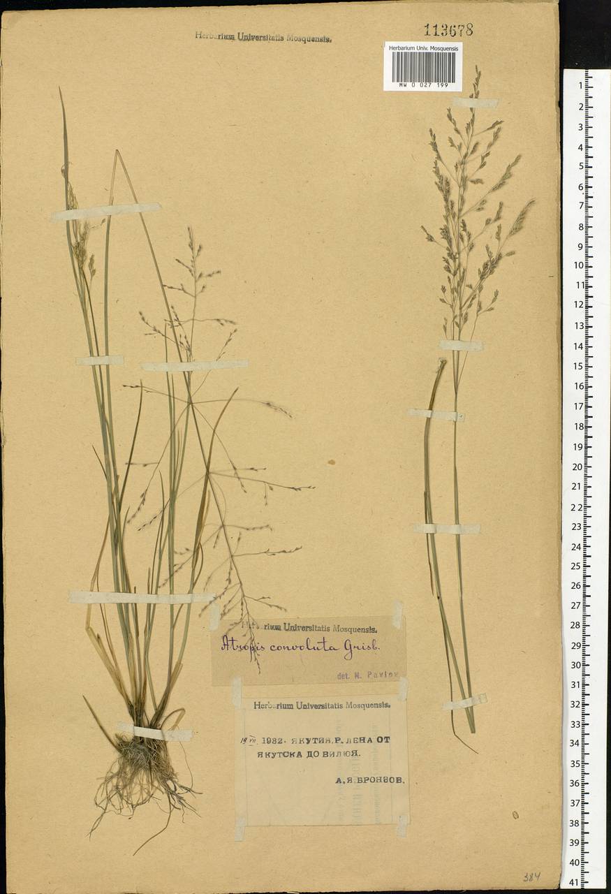 Puccinellia tenuiflora (Griseb.) Scribn. & Merr., Siberia, Yakutia (S5) (Russia)