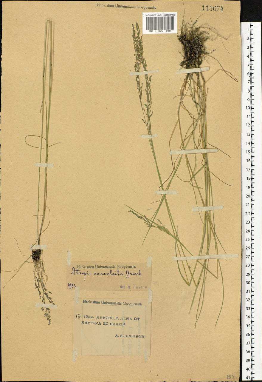 Puccinellia tenuiflora (Griseb.) Scribn. & Merr., Siberia, Yakutia (S5) (Russia)