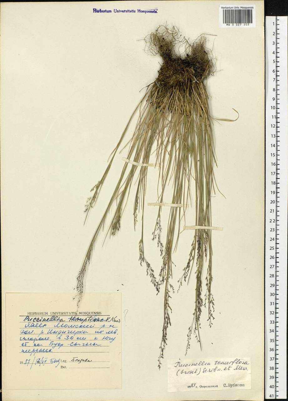 Puccinellia tenuiflora (Griseb.) Scribn. & Merr., Siberia, Yakutia (S5) (Russia)