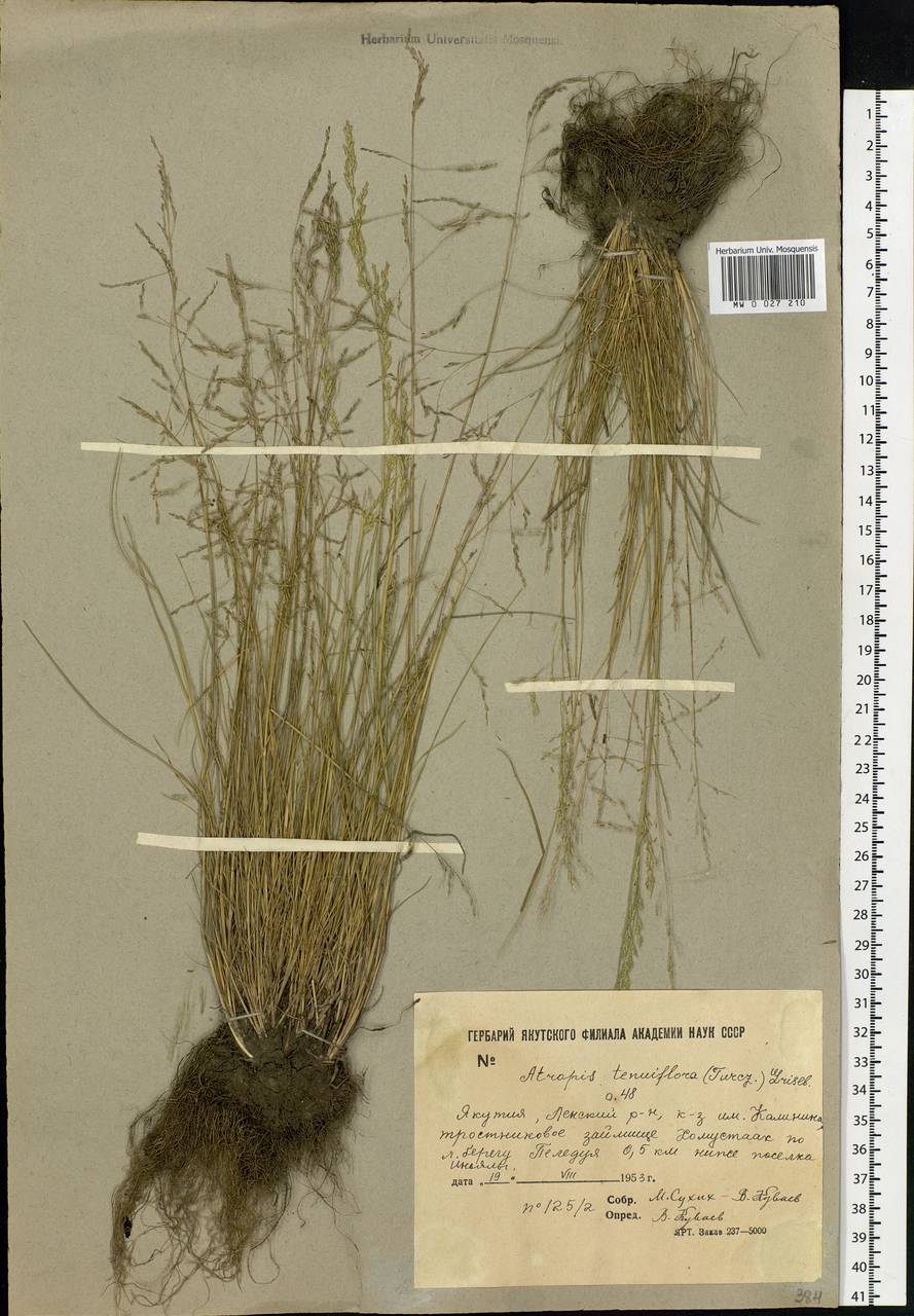 Puccinellia tenuiflora (Griseb.) Scribn. & Merr., Siberia, Yakutia (S5) (Russia)
