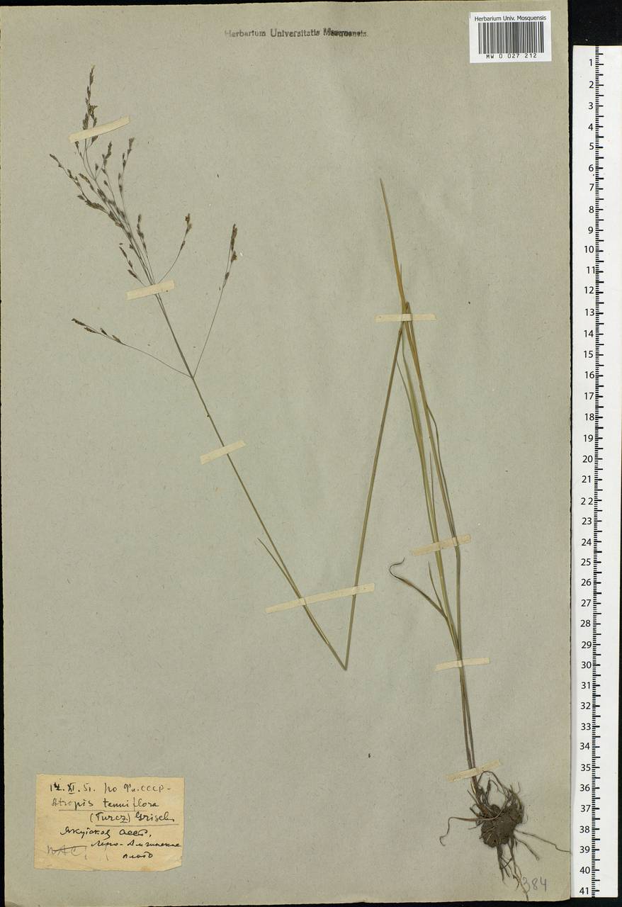 Puccinellia tenuiflora (Griseb.) Scribn. & Merr., Siberia, Yakutia (S5) (Russia)