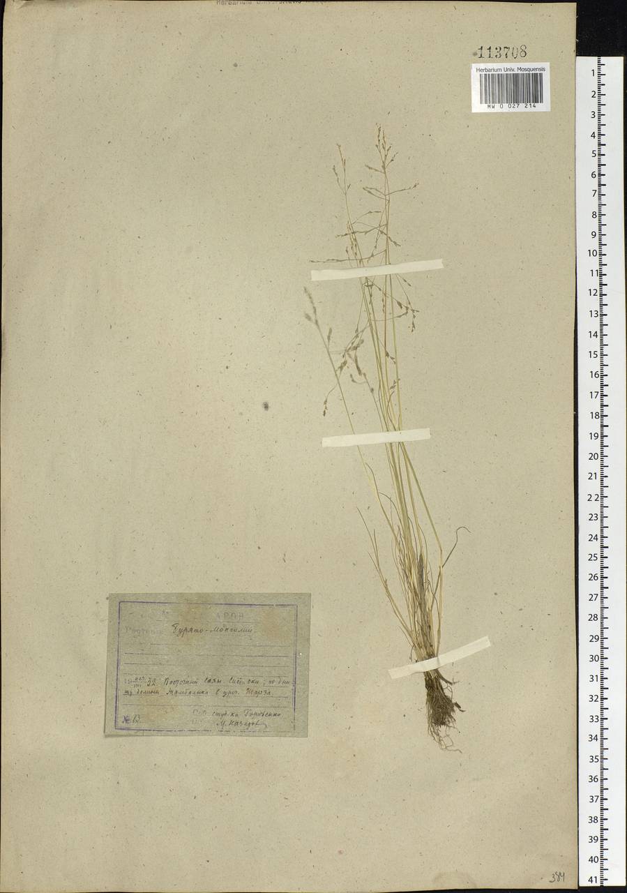 Puccinellia tenuiflora (Griseb.) Scribn. & Merr., Siberia, Baikal & Transbaikal region (S4) (Russia)