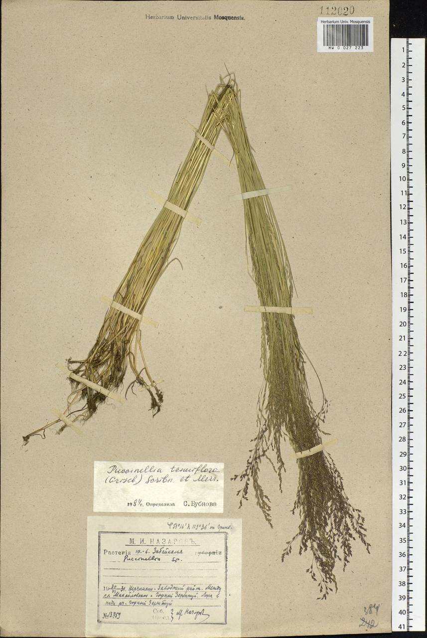 Puccinellia tenuiflora (Griseb.) Scribn. & Merr., Siberia, Baikal & Transbaikal region (S4) (Russia)