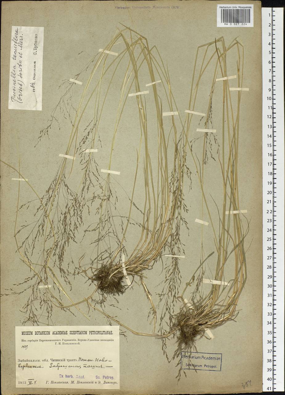 Puccinellia tenuiflora (Griseb.) Scribn. & Merr., Siberia, Baikal & Transbaikal region (S4) (Russia)