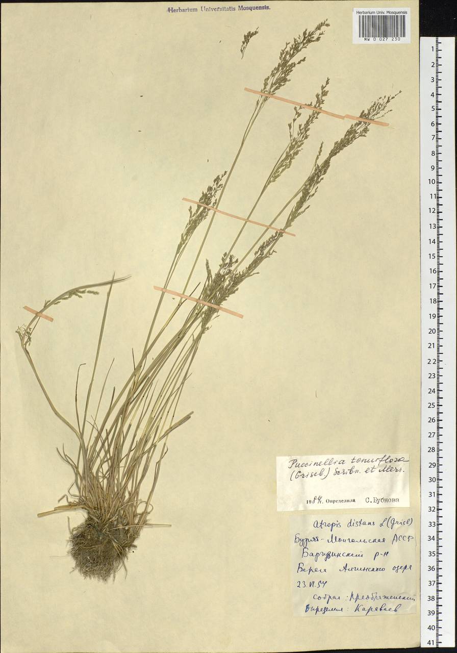 Puccinellia tenuiflora (Griseb.) Scribn. & Merr., Siberia, Baikal & Transbaikal region (S4) (Russia)